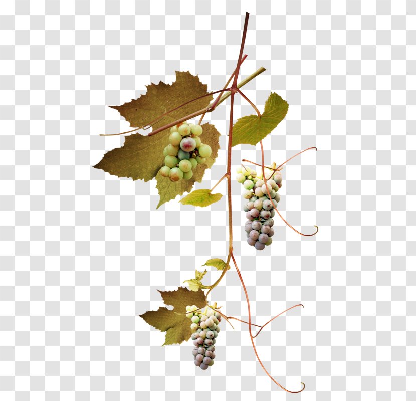 Grape Leaves Grapevines Operating Systems Twig - Leaf Transparent PNG