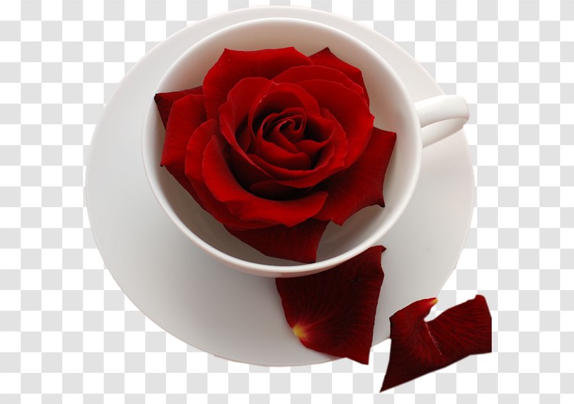 Rose Wish Desktop Wallpaper Flower Transparent PNG