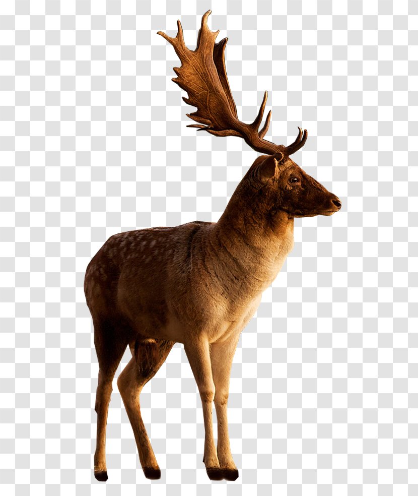 Moose Deer Image Photograph Adobe Photoshop - Reindeer - Picsart Photo Studio Transparent PNG