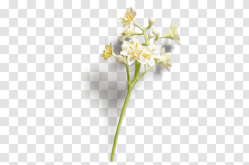 Cinnamomum Verum Cut Flowers Chinese Cinnamon Plant - Flower Transparent PNG
