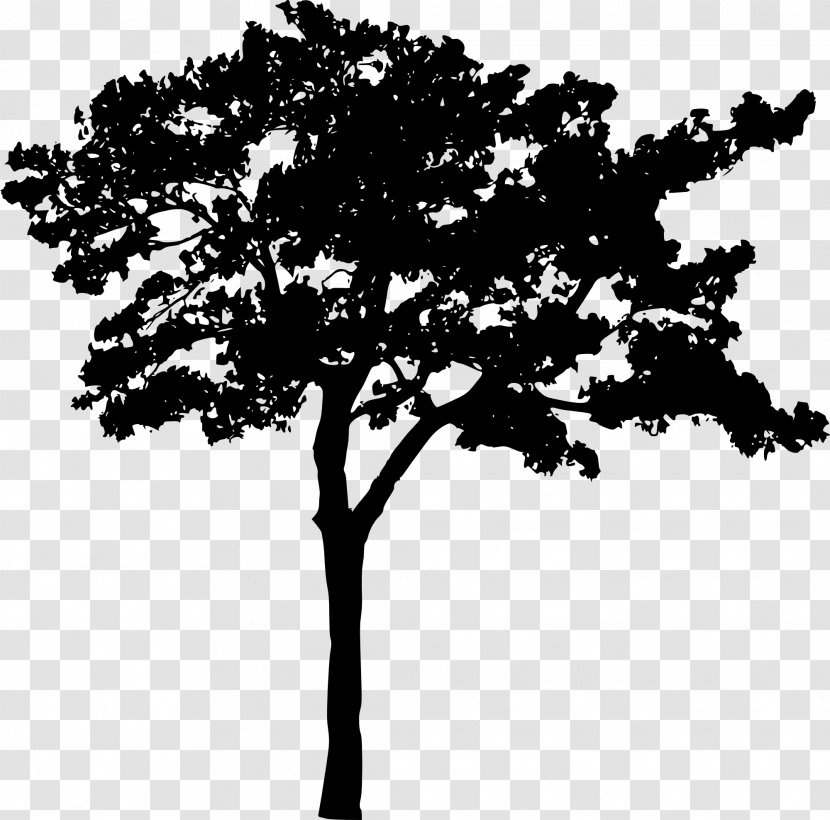 Branch Black And White Silhouette Tree - Pine Transparent PNG