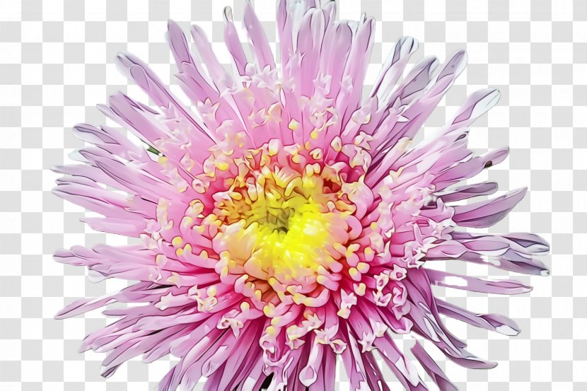 Flower Flowering Plant China Aster Petal - Daisy Family Transparent PNG