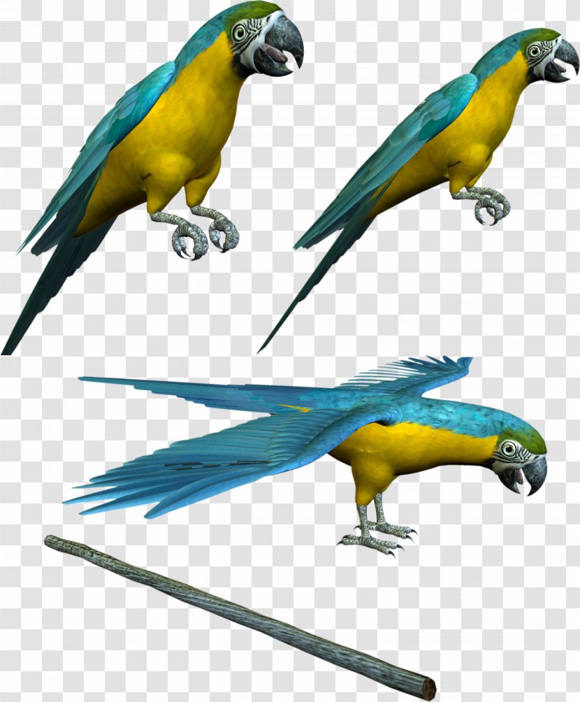 Budgerigar Parrot Lovebird Parakeet Transparent PNG