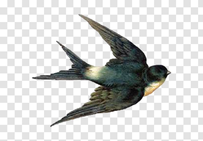 Barn Swallow Bird Flight Clip Art - Blue Transparent PNG
