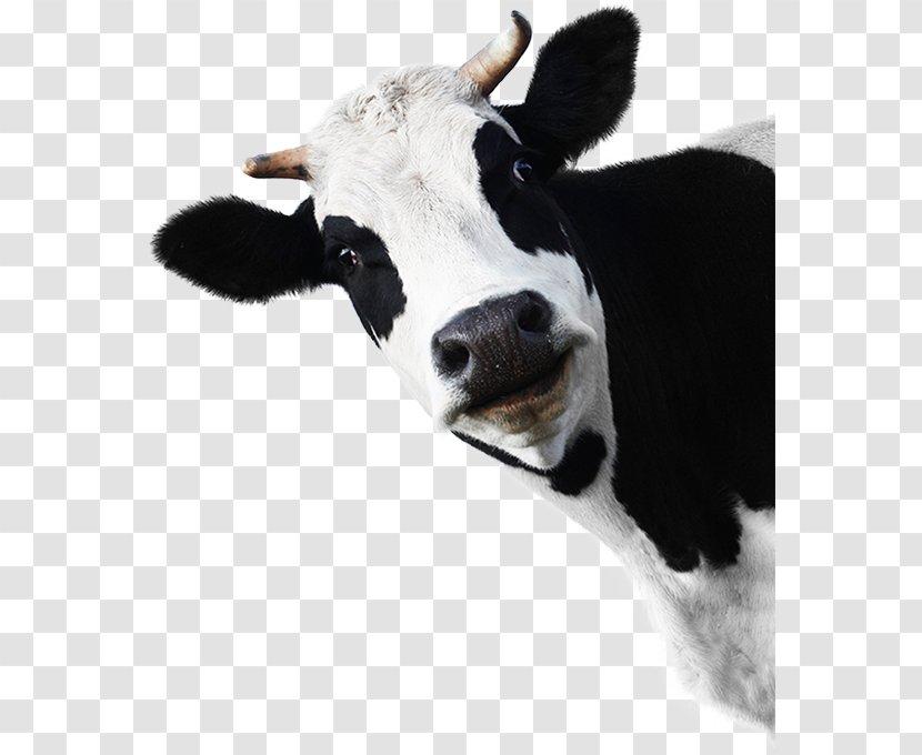 Holstein Friesian Cattle Milk Farm Dairy Livestock - Downer Transparent PNG