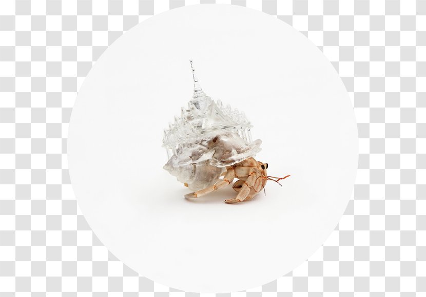 Hermit Crab Art Seashell - Crabs Transparent PNG