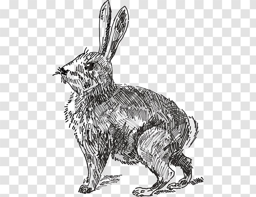 Hare White Rabbit The Velveteen Clip Art - Terrestrial Animal - Ear Transparent PNG