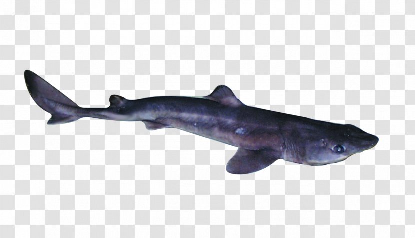 Requiem Sharks Spiny Dogfish Fin Longnose Spurdog Cartilaginous Fishes - Fish Transparent PNG