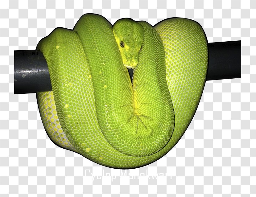 Green Tree Python Ball Snake Reptile - Pythons Transparent PNG