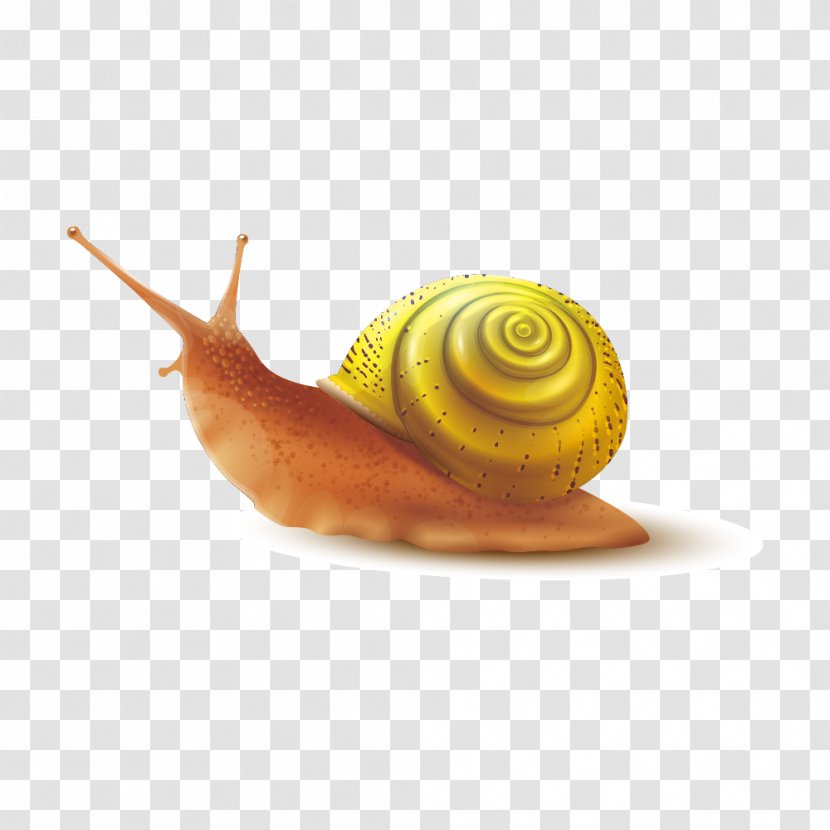 Snail Slime Gastropod Shell - Seashell - Golden Back Transparent PNG
