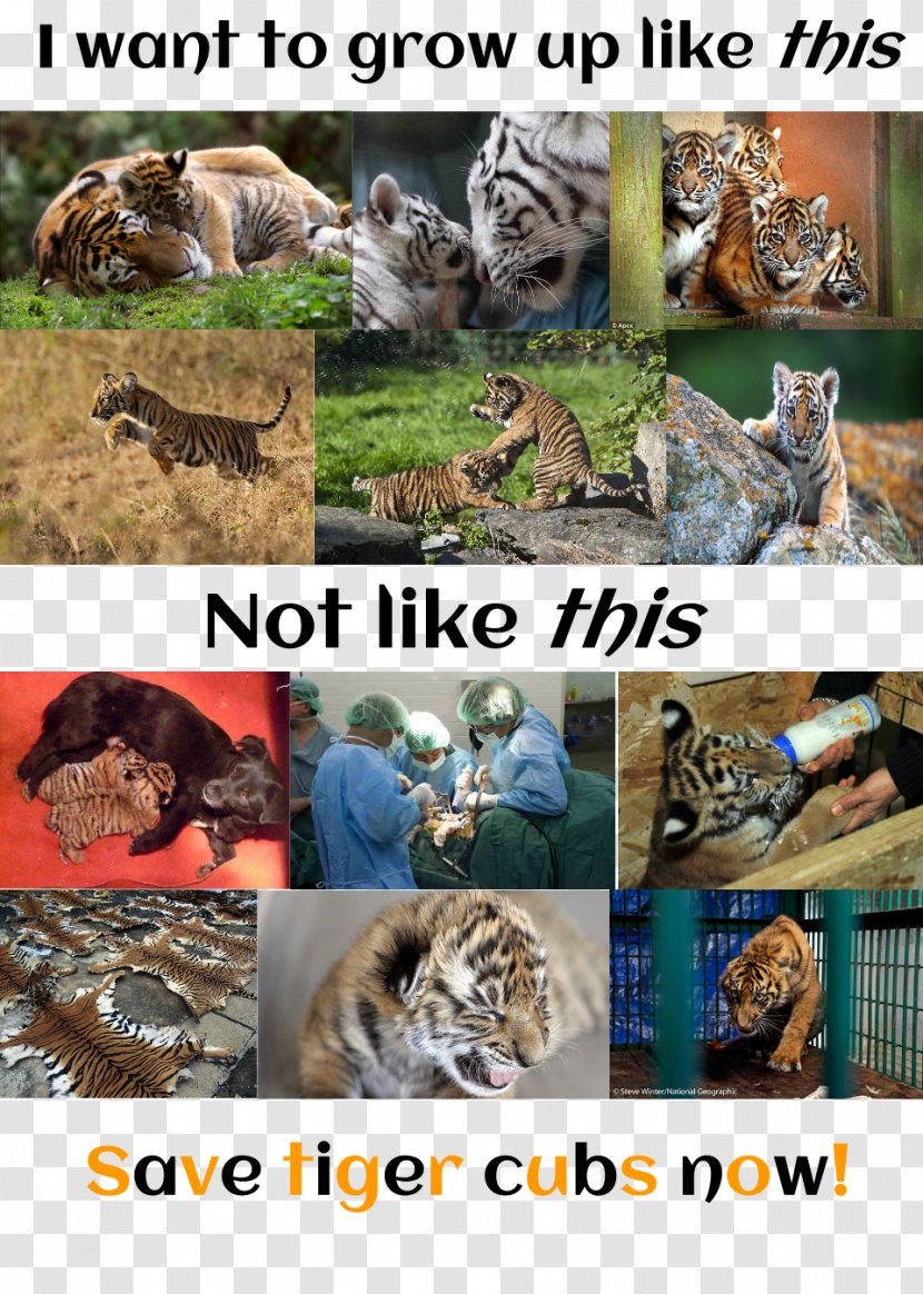 Tiger Wildlife Big Cat Ecosystem - Organism Transparent PNG
