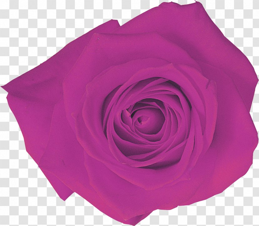 Garden Roses Pink M Cut Flowers - Rose Transparent PNG