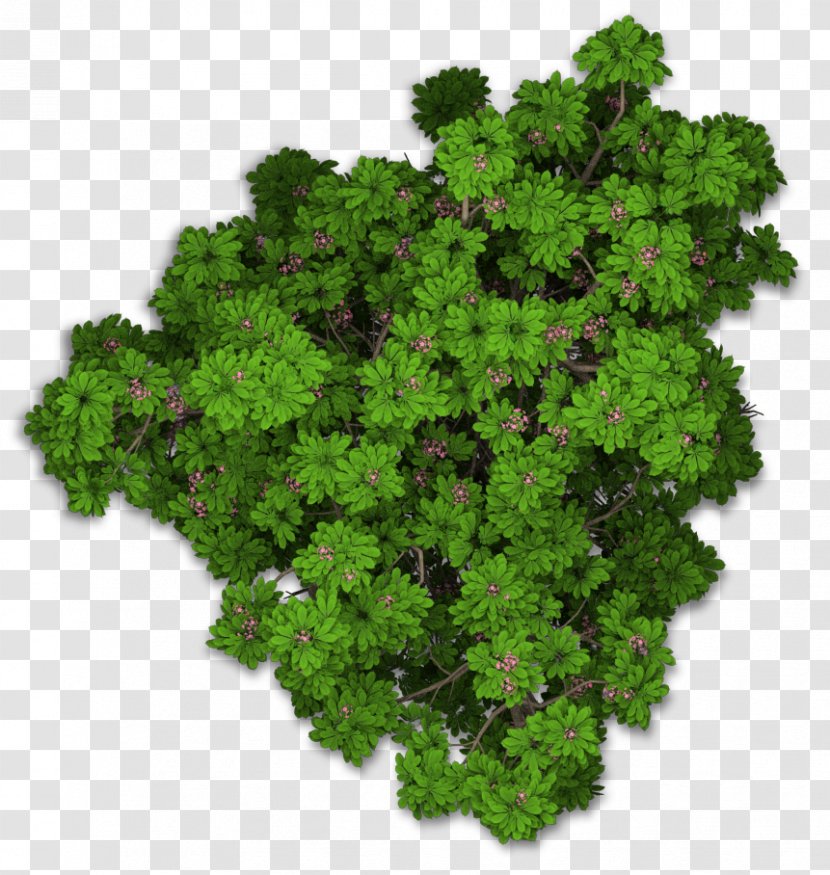 Lacinato Kale Sweet Chestnut Leaf Vegetable Plant - Tree - Top View Transparent PNG