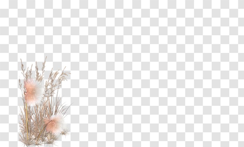 Grasses Close-up Family - Plant Transparent PNG