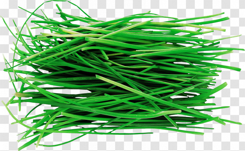 Grass Plant Chives Vegetable Garlic Chives Transparent PNG