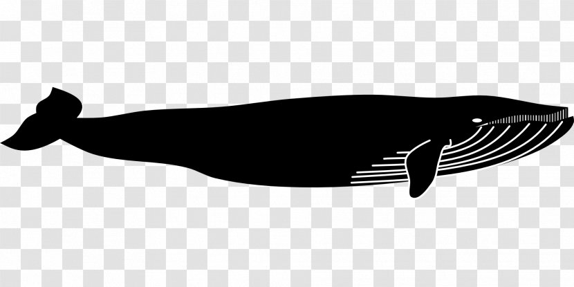 Blue Whale Marine Mammal Animal - Black Transparent PNG