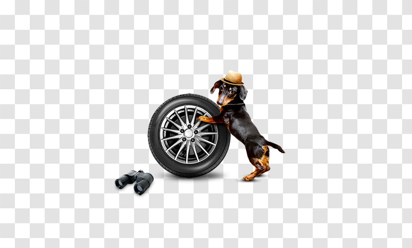 Download - Acrobatics - Tire Holding Puppy Transparent PNG