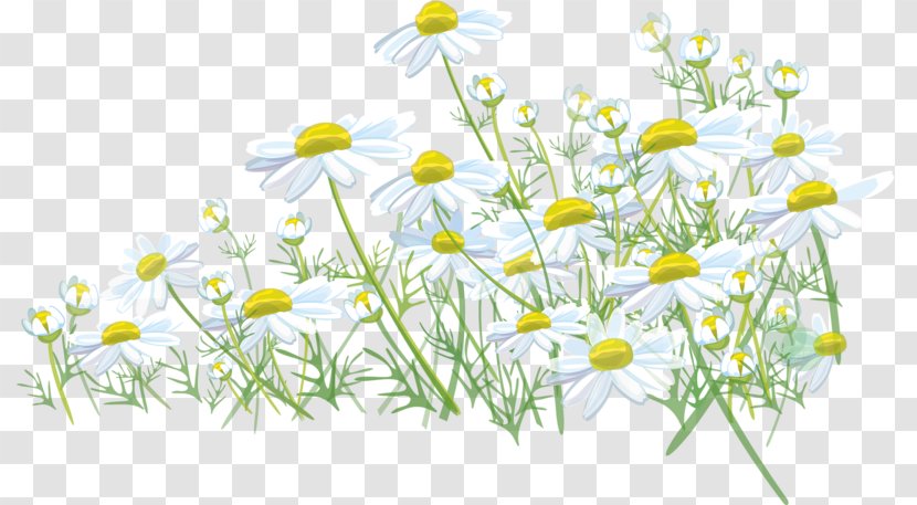Lawn Meadow Desktop Wallpaper Wildflower - Plant - Chamomile Transparent PNG