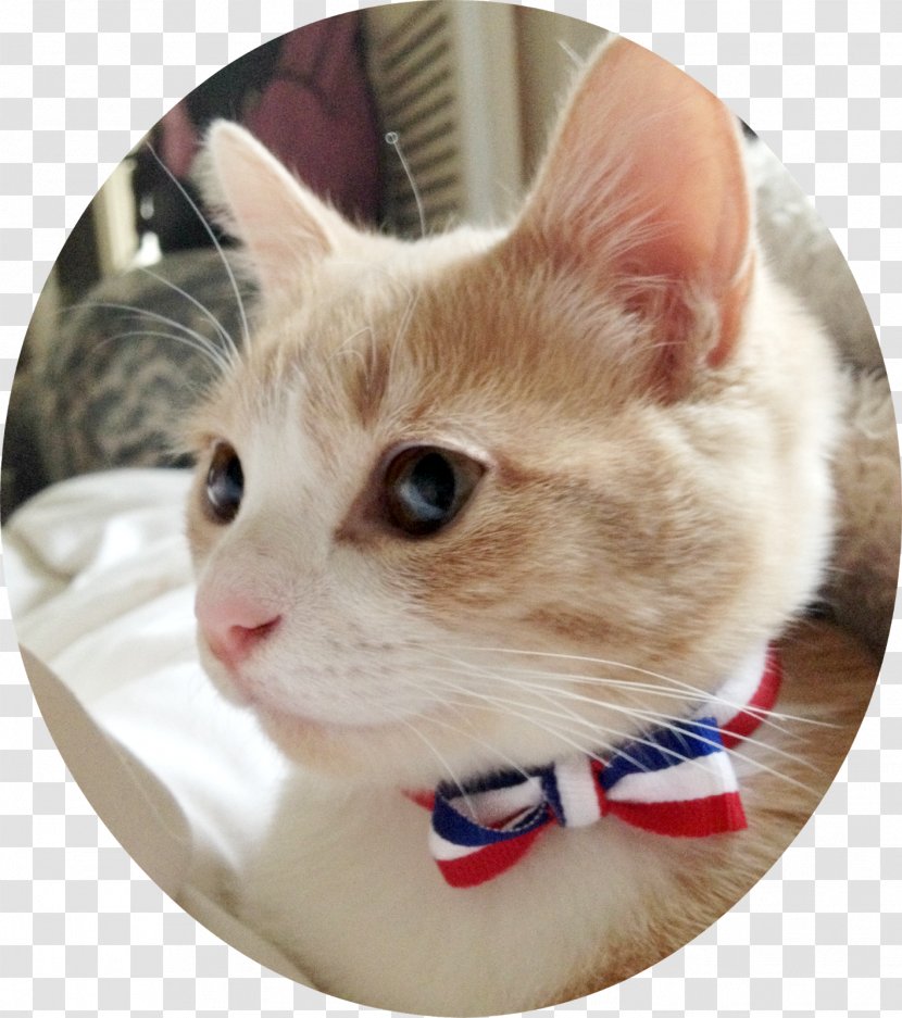 Munchkin Cat Turkish Van European Shorthair Aegean Whiskers - Kitten Transparent PNG