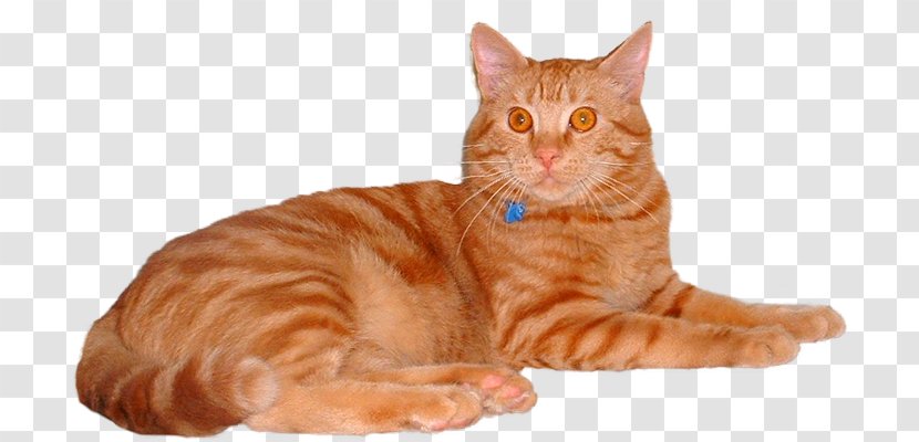 European Shorthair American Toyger Ocicat Whiskers - Tabby Cat - Kitten Transparent PNG