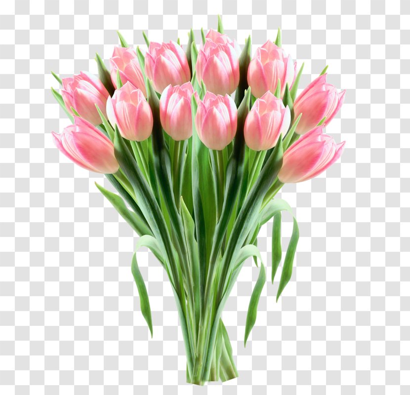 Indira Gandhi Memorial Tulip Garden Flower Clip Art - Lily Family Transparent PNG