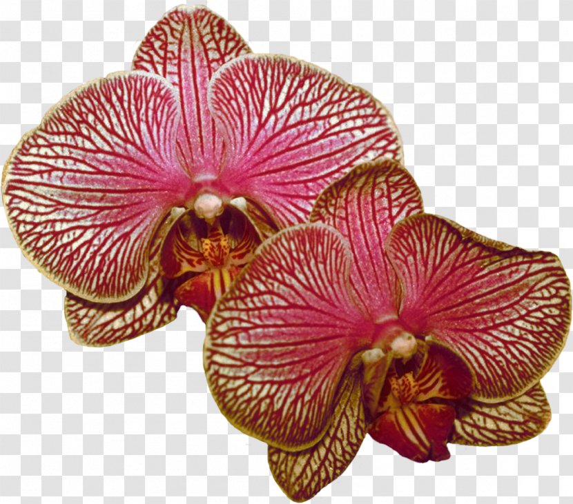 Moth Orchids Lilac Transparent PNG