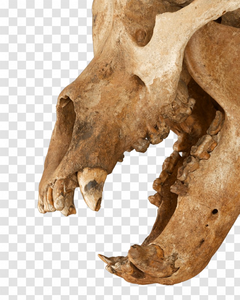 Ice Age Cave Bear: The Giant Beast That Terrified Ancient Humans Skeleton Earth Transparent PNG