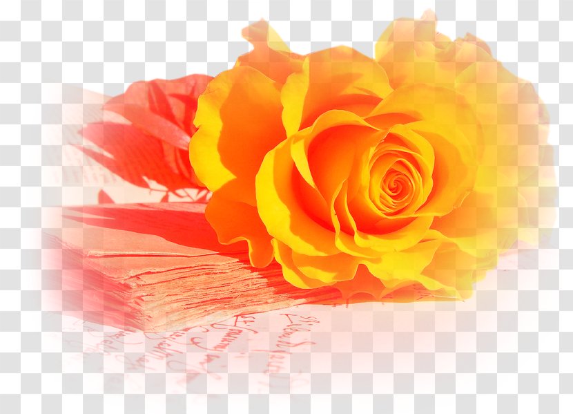 Rose Flower Yellow Wallpaper - Gold Transparent PNG