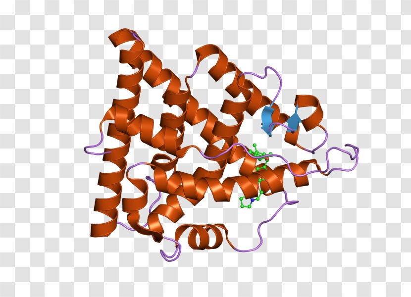 Estrogen Receptor Alpha DNA-binding Domain Nuclear - Molecule Transparent PNG