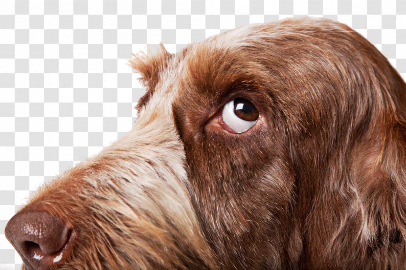 Spinone Italiano Boxer Curly-Coated Retriever Puppy Really Important Stuff My Dog Has Taught Me - Crossbreeds - Dog,puppy,pet,animal Transparent PNG