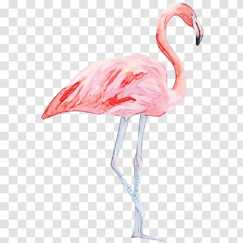 Flamingo Watercolor - Painting - Wildlife Neck Transparent PNG