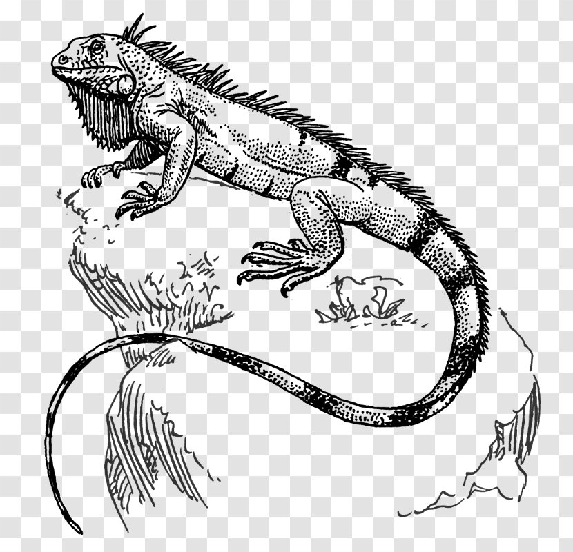 Lizard Green Iguana Reptile Drawing - Coloring Book Transparent PNG