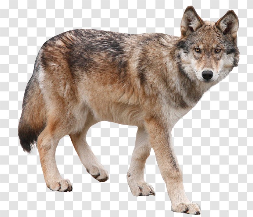 Dog Yukon Wolf Arctic Transparent PNG