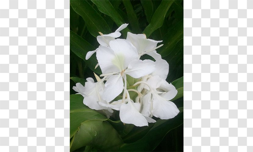 Hedychium Coronarium Ginger Rhizome Herbaceous Plant - Peruvian Lily Transparent PNG