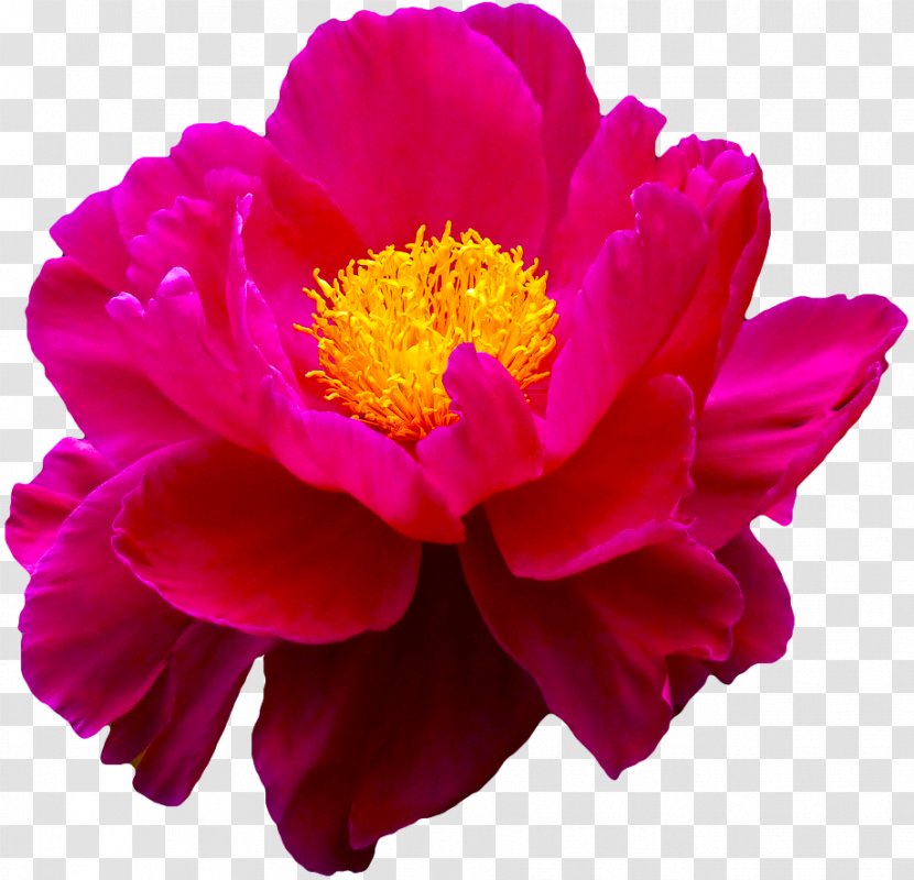 Flower Rose Lilium Gift - Peony Transparent PNG