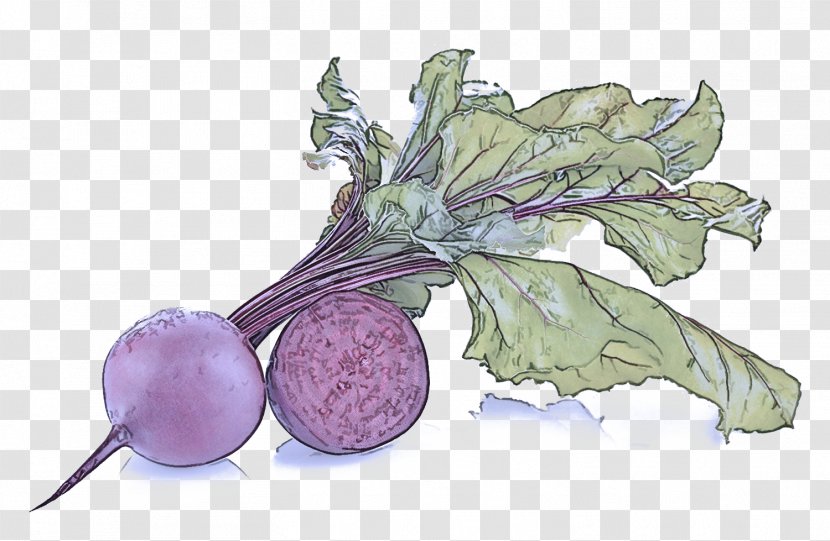 Turnip Vegetable Rutabaga Plant Leaf - Food - Beetroot Solanum Transparent PNG
