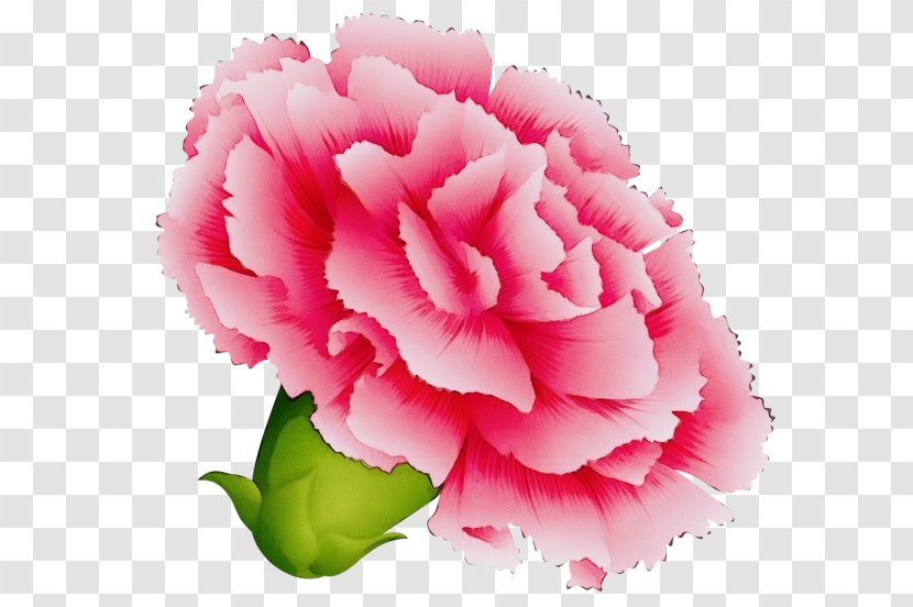 Bouquet Of Flowers Drawing - Pink - Perennial Plant Annual Transparent PNG