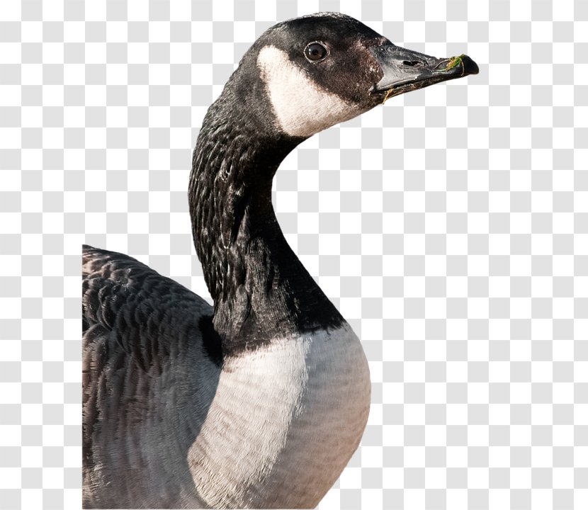 Canada Goose Duck Bird Greylag - Water Transparent PNG