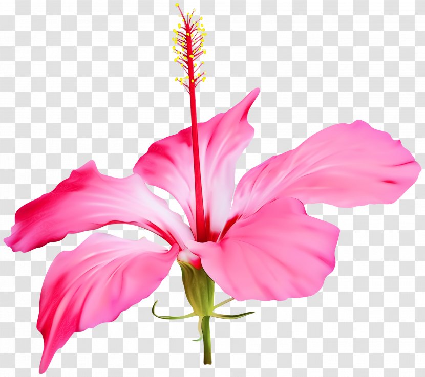 Clip Art Shoeblackplant Flower Transparency - Transparent Hibiscus - Plant Transparent PNG