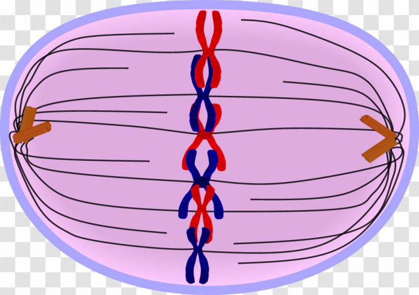 Prometaphase Mitosis Prophase Telophase - Flower - Silhouette Transparent PNG