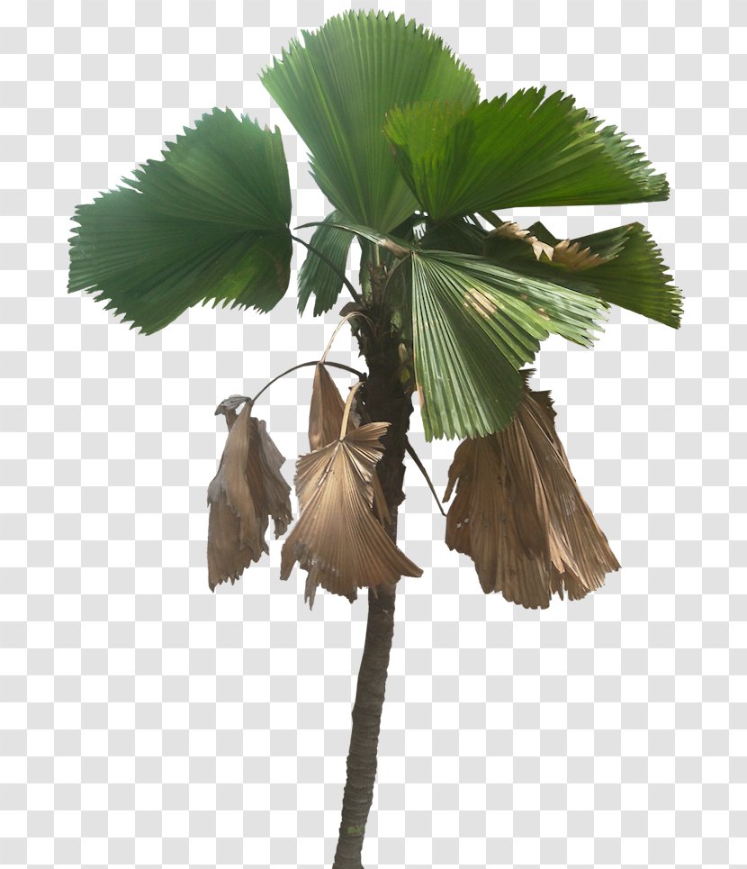 Licuala Grandis Palm Trees Image Plants - Borassus Flabellifer Transparent PNG