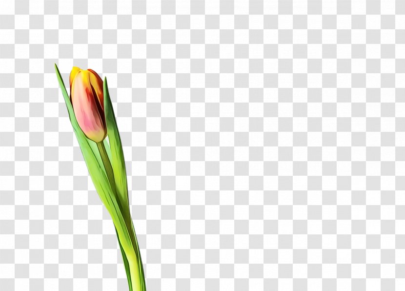 Blossom Background - Pedicel Plant Transparent PNG