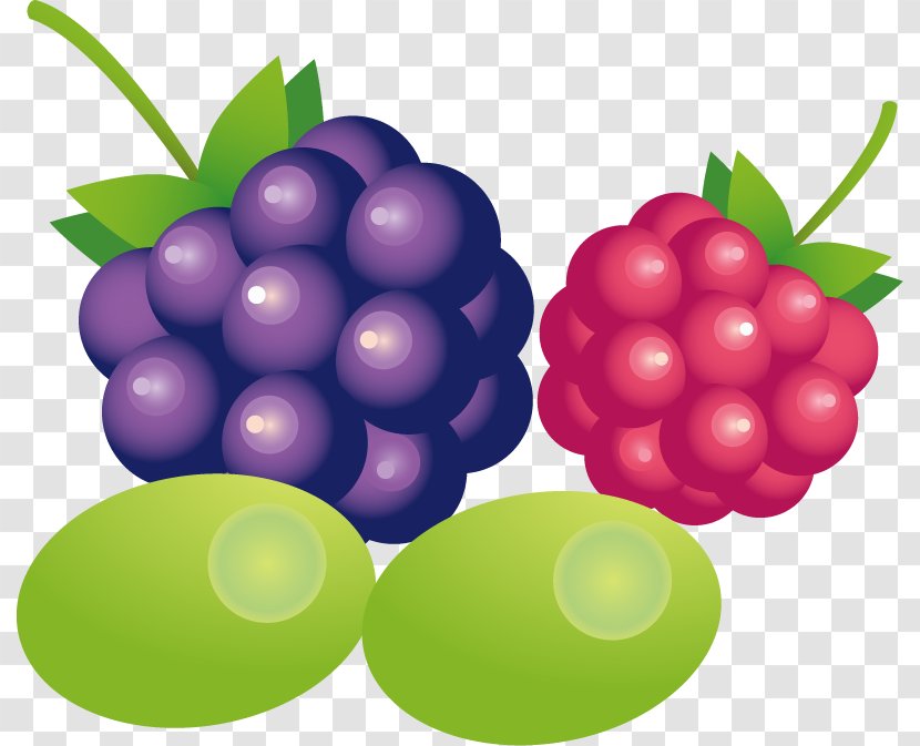 Grape - Fruit - Grapes Oranges Vector Material Transparent PNG