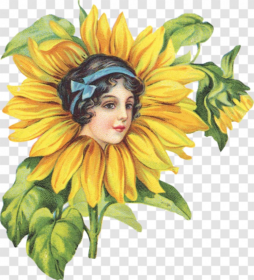 Common Sunflower Drawing Painting Decoupage Clip Art Transparent PNG