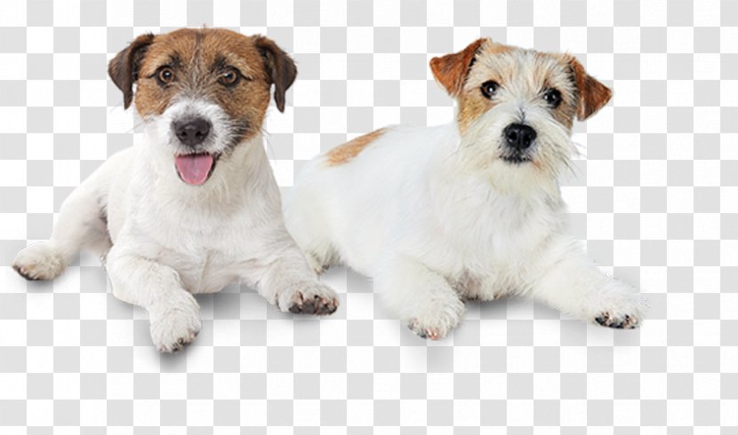 wire haired jack russell