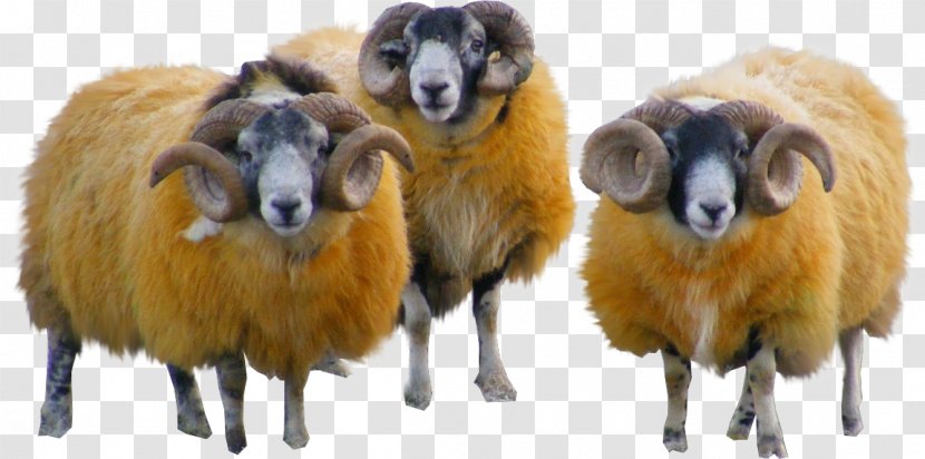 Sheep Wool Goat Yarn - Livestock Transparent PNG