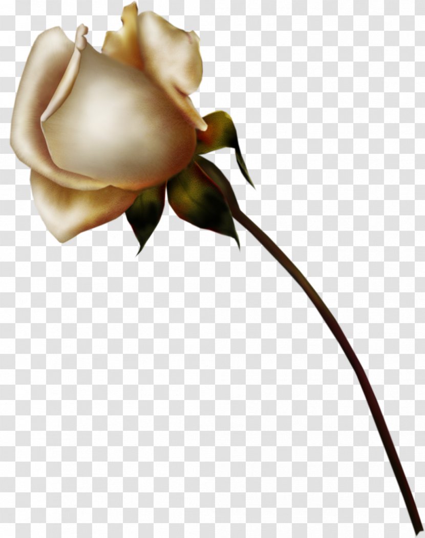 Rose Flower Drawing - Order - White Roses Transparent PNG