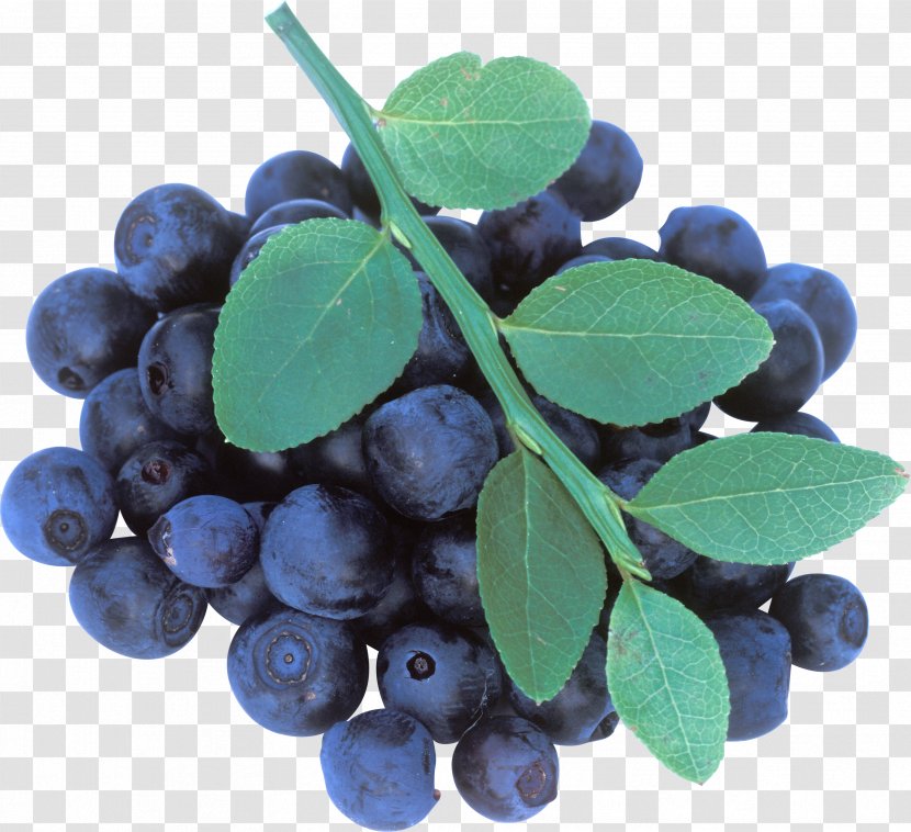 Blueberry Tea Maqui Bilberry - Juniper Berry - Blueberries Transparent PNG