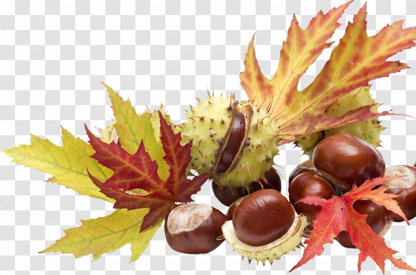 Chestnut Food Auglis Clip Art - Honeysuckle Transparent PNG