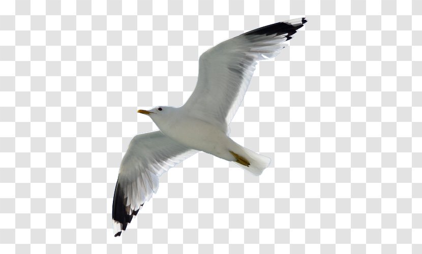 European Herring Gull Bird Great Black-backed - Beak - Wing Transparent PNG